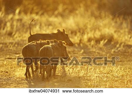 Stock Image - "Warthog (Phacochoerus africanus), warthog family in the backlight, Lower Zambezi National Park, Zambia, Africa". Fotosearch