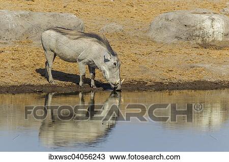 "Warthog (Phacochoerus africanus) drinking at a waterhole, Etosha National Park, Namibia, Africa" View Large Photo Image Stock Image - "Warthog (Phacochoerus africanus) drinking at a waterhole, Etosha National Park, Namibia, Africa". Fotosearch