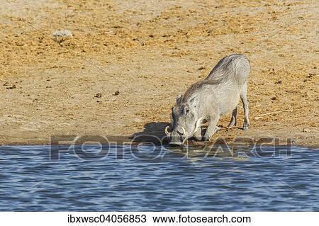"Warthog (Phacochoerus africanus) drinking at a waterhole, Etosha National Park, Namibia, Africa" View Large Photo Image Stock Image - "Warthog (Phacochoerus africanus) drinking at a waterhole, Etosha National Park, Namibia, Africa". Fotosearch