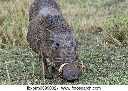 "Warthog (Phacochoerus africanus), Serengeti, Tanzania, Africa" View Large Photo Image Stock Photo - "Warthog (Phacochoerus africanus), Serengeti, Tanzania, Africa". Fotosearch