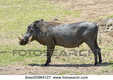 "Warthog (Phacochoerus africanus), Maasai Mara National Reserve, Kenya, Africa" View Large Photo Image Stock Photo - "Warthog (Phacochoerus africanus), Maasai Mara National Reserve, Kenya, Africa". Fotosearch