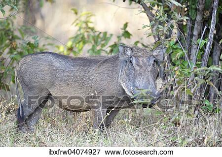 Stock Photo - "Warthog (Phacochoerus africanus), standing in the bushes, South Luangwa National Park, Zambia, Africa". Fotosearch