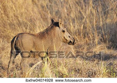 Stock Photo - "Warthog (Phacochoerus africanus), Lower Zambezi National Park, Zambia, Africa". Fotosearch