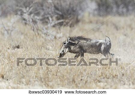 "Warthog (Phacochoerus africanus), Etosha National Park, Namibia, Africa" View Large Photo Image Stock Photo - "Warthog (Phacochoerus africanus), Etosha National Park, Namibia, Africa". Fotosearch