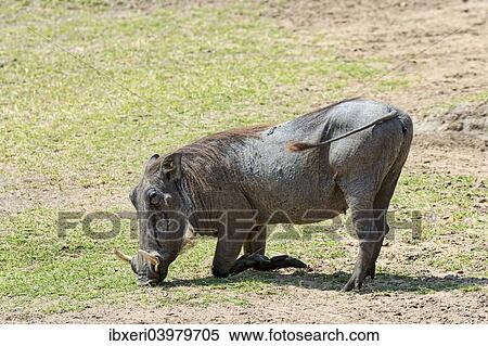 "Warthog (Phacochoerus africanus), Maasai Mara National Reserve, Kenya, Africa" View Large Photo Image Stock Photography - "Warthog (Phacochoerus africanus), Maasai Mara National Reserve, Kenya, Africa". Fotosearch