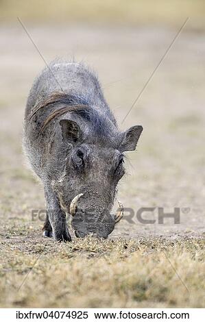 "Warthog (Phacochoerus africanus) feeding on short grass, Sweetwater Game Reserve, Kenya, Africa" View Large Photo Image Stock Photography - "Warthog (Phacochoerus africanus) feeding on short grass, Sweetwater Game Reserve, Kenya, Africa". Fotosearch
