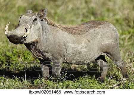 "Warthog (Phacochoerus africanus), Ngorongoro Crater, Ngorongoro Conservation Area, Tanzania, Africa" View Large Photo Image Stock Photography - "Warthog (Phacochoerus africanus), Ngorongoro Crater, Ngorongoro Conservation Area, Tanzania, Africa". Fotosearch