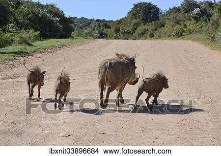 "Warthogs (Phacochoerus africanus) on the run, Addo Elephant National Park, Eastern Cape, South Africa, Africa" View Large Photo Image Picture - "Warthogs (Phacochoerus africanus) on the run, Addo Elephant National Park, Eastern Cape, South Africa, Africa". Fotosearch