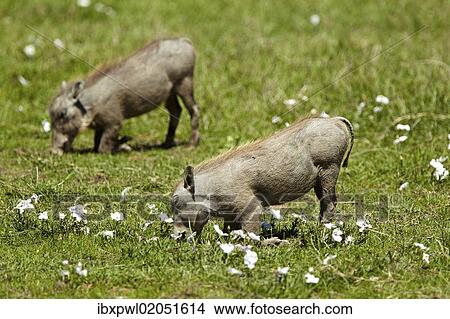 Picture - "Warthogs (Phacochoerus africanus), Ngorongoro Crater, Ngorongoro Conservation Area, Tanzania, Africa". Fotosearch
