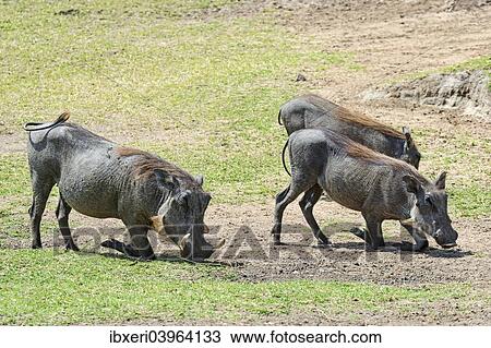 "Warthogs (Phacochoerus africanus), Maasai Mara National Reserve, Kenya, Africa" View Large Photo Image Stock Image - "Warthogs (Phacochoerus africanus), Maasai Mara National Reserve, Kenya, Africa". Fotosearch