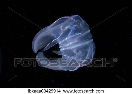 "Warty Comb Jelly (Mnemiopsis leidyi), Black Sea, Crimea, Ukraine, Europe" View Large Photo Image Picture - "Warty Comb Jelly (Mnemiopsis leidyi), Black Sea, Crimea, Ukraine, Europe". Fotosearch