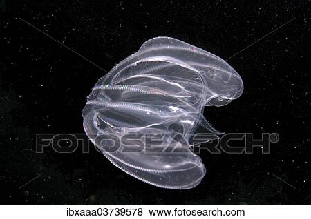 "Warty Comb Jelly (Mnemiopsis leidyi), Black Sea, Crimea, Ukraine, Europe" View Large Photo Image Stock Photo - "Warty Comb Jelly (Mnemiopsis leidyi), Black Sea, Crimea, Ukraine, Europe". Fotosearch
