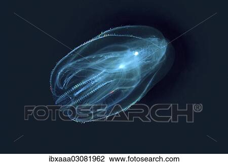 "Warty comb jelly or Sea walnut (Mnemiopsis leidyi), Black Sea, Crimea, Ukraine, Europe" View Large Photo Image Stock Image - "Warty comb jelly or Sea walnut (Mnemiopsis leidyi), Black Sea, Crimea, Ukraine, Europe". Fotosearch