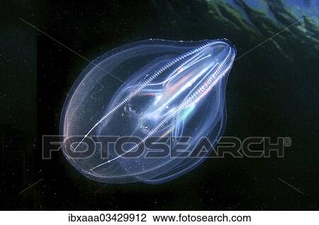 "Warty Comb Jelly or Sea Walnut (Mnemiopsis leidyi), Black Sea, Crimea, Ukraine, Europe" View Large Photo Image Stock Image - "Warty Comb Jelly or Sea Walnut (Mnemiopsis leidyi), Black Sea, Crimea, Ukraine, Europe". Fotosearch