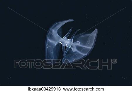 "Warty Comb Jelly or Sea Walnut (Mnemiopsis leidyi), Crimea, Ukraine, Europe" View Large Photo Image Stock Image - "Warty Comb Jelly or Sea Walnut (Mnemiopsis leidyi), Crimea, Ukraine, Europe". Fotosearch
