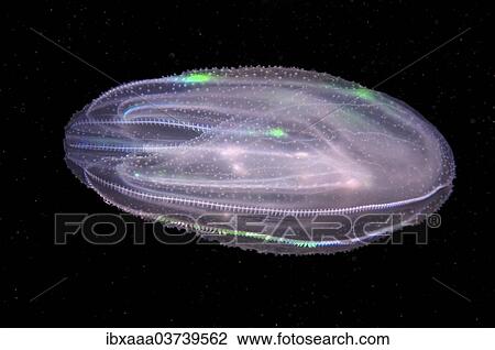 "Warty Comb Jelly or Sea Walnut (Mnemiopsis leidyi), Black Sea, Crimea, Russia, Europe" View Large Photo Image Stock Image - "Warty Comb Jelly or Sea Walnut (Mnemiopsis leidyi), Black Sea, Crimea, Russia, Europe". Fotosearch