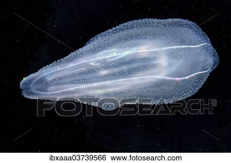 "Warty Comb Jelly or Sea Walnut (Mnemiopsis leidyi), Black Sea, Crimea, Ukraine, Europe" View Large Photo Image Stock Photograph - "Warty Comb Jelly or Sea Walnut (Mnemiopsis leidyi), Black Sea, Crimea, Ukraine, Europe". Fotosearch