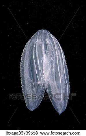 "Warty Comb Jelly, Sea Walnut (Mnemiopsis leidyi), Black Sea, Crimea, Ukraine, Europe" View Large Photo Image Stock Photo - "Warty Comb Jelly, Sea Walnut (Mnemiopsis leidyi), Black Sea, Crimea, Ukraine, Europe". Fotosearch