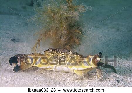 Picture - "Warty crab or Yellow crab (Eriphia verrucosa), Black Sea, Crimea, Ukraine, Europe". Fotosearch