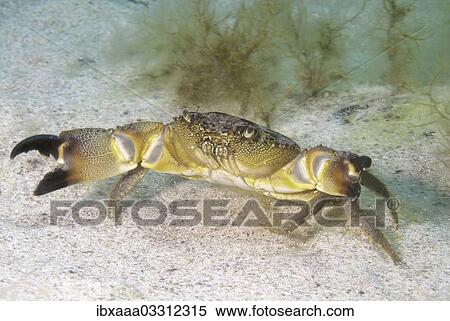 "Warty Crab or Yellow Crab (Eriphia verrucosa), Black Sea, Crimea, Ukraine, Europe" View Large Photo Image Stock Photography - "Warty Crab or Yellow Crab (Eriphia verrucosa), Black Sea, Crimea, Ukraine, Europe". Fotosearch