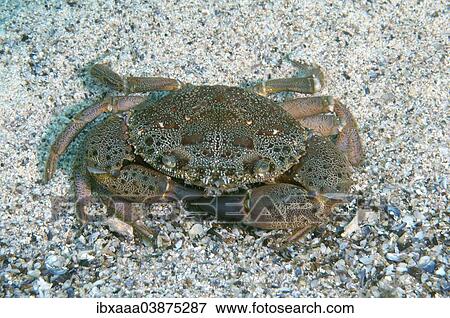 Stock Photo - "Warty Crab, Yellow Crab (Eriphia verrucosa), Black Sea, Crimea, Russia, Europe". Fotosearch