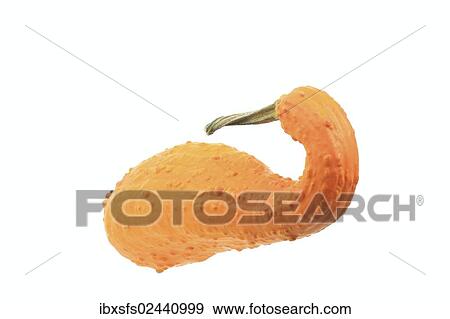 "Warty gourd, """"Yellow slimmer Crookneck"""" variety" View Large Photo Image Stock Photo - "Warty gourd, """"Yellow slimmer Crookneck"""" variety". Fotosearch