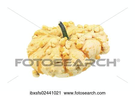 "Warty ornamental gourd, """"Patisson"""" variety" View Large Photo Image Stock Image - "Warty ornamental gourd, """"Patisson"""" variety". Fotosearch