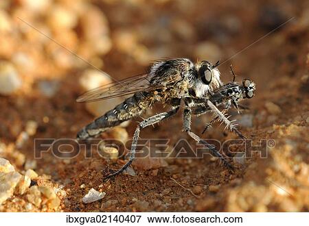 "Wasp Robber Fly (Asilidae) with prey, Goegap Nature Reserve, Namaqualand, South Africa, Africa" View Large Photo Image Stock Photo - "Wasp Robber Fly (Asilidae) with prey, Goegap Nature Reserve, Namaqualand, South Africa, Africa". Fotosearch
