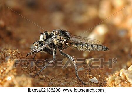 "Wasp Robber Fly with prey, Goegap Nature Reserve, Namaqualand, South Africa, Africa" View Large Photo Image Stock Photo - "Wasp Robber Fly with prey, Goegap Nature Reserve, Namaqualand, South Africa, Africa". Fotosearch