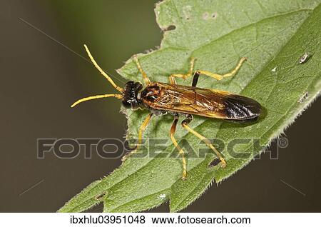 Stock Photo - "Wasp species (Amblyteles armatorius) Baden-Wurttemberg, Germany, Europe". Fotosearch