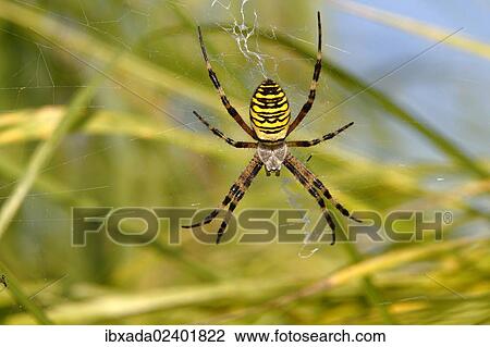 "Wasp Spider (Argiope bruennichi) in a net, Limburg, Hesse, Germany, Europe" View Large Photo Image Stock Image - "Wasp Spider (Argiope bruennichi) in a net, Limburg, Hesse, Germany, Europe". Fotosearch