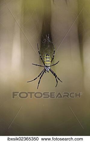 "Wasp Spider (Argiope bruennichi), Lake Federsee region, Upper Swabia, Baden-Wuerttemberg, Germany, Europe" View Large Photo Image Stock Image - "Wasp Spider (Argiope bruennichi), Lake Federsee region, Upper Swabia, Baden-Wuerttemberg, Germany, Europe". Fotosearch