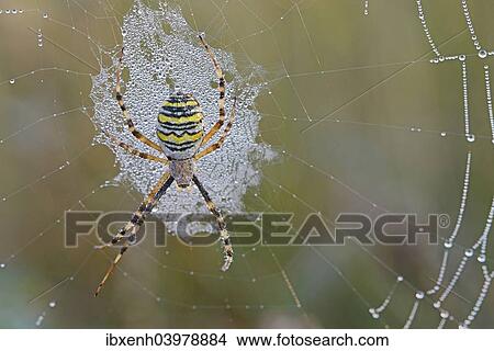 "Wasp Spider (Argiope bruennichi) on a spider's web, Emsland, Lower Saxony, Germany, Europe" View Large Photo Image Picture - "Wasp Spider (Argiope bruennichi) on a spider's web, Emsland, Lower Saxony, Germany, Europe". Fotosearch