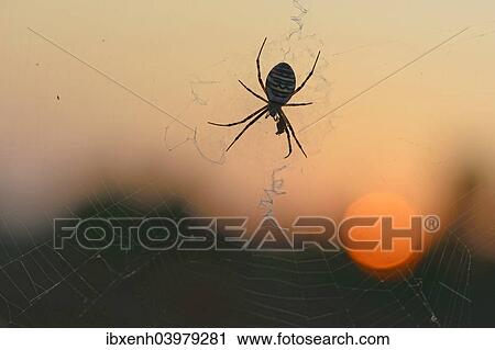 "Wasp Spider (Argiope bruennichi) on a spider's web, Emsland, Lower Saxony, Germany, Europe" View Large Photo Image Stock Image - "Wasp Spider (Argiope bruennichi) on a spider's web, Emsland, Lower Saxony, Germany, Europe". Fotosearch