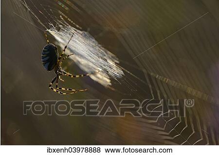 "Wasp Spider (Argiope bruennichi) on a spider's web, Emsland, Lower Saxony, Germany, Europe" View Large Photo Image Stock Photo - "Wasp Spider (Argiope bruennichi) on a spider's web, Emsland, Lower Saxony, Germany, Europe". Fotosearch