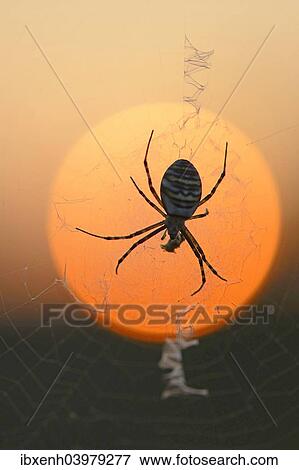"Wasp Spider (Argiope bruennichi) on a spider's web, Emsland, Lower Saxony, Germany, Europe" View Large Photo Image Stock Photo - "Wasp Spider (Argiope bruennichi) on a spider's web, Emsland, Lower Saxony, Germany, Europe". Fotosearch