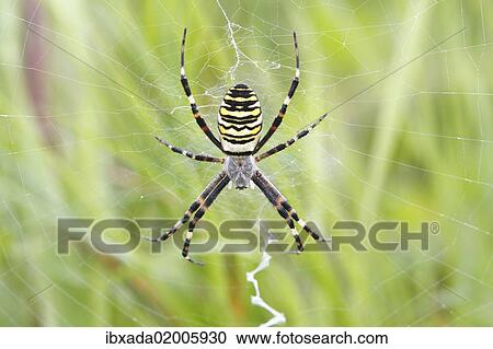 "Wasp Spider (Argiope bruennichi), on web, Neunkirchen, Siegerland, North Rhine-Westphalia, Germany, Europe" View Large Photo Image Stock Image - "Wasp Spider (Argiope bruennichi), on web, Neunkirchen, Siegerland, North Rhine-Westphalia, Germany, Europe". Fotosearch
