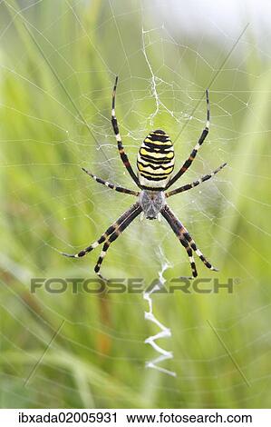"Wasp Spider (Argiope bruennichi), on web, Neunkirchen, Siegerland, North Rhine-Westphalia, Germany, Europe" View Large Photo Image Stock Image - "Wasp Spider (Argiope bruennichi), on web, Neunkirchen, Siegerland, North Rhine-Westphalia, Germany, Europe". Fotosearch
