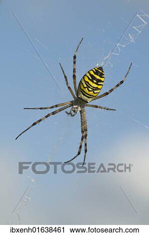 Stock Image - Wasp spider (Argiope bruennichi). Fotosearch