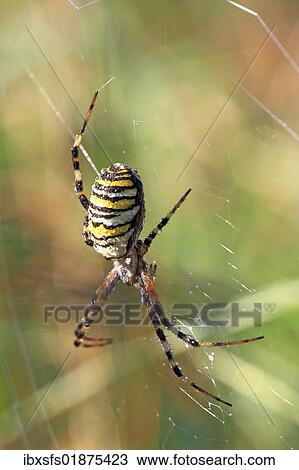 Wasp Spider (Argiope bruennichi) View Large Photo Image Stock Image - Wasp Spider (Argiope bruennichi). Fotosearch