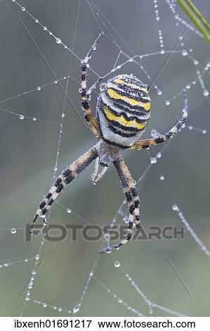 Wasp spider (Argiope bruennichi) View Large Photo Image Stock Photo - Wasp spider (Argiope bruennichi). Fotosearch