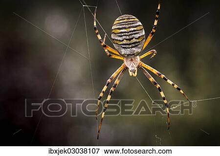 Stock Photo - "Wasp Spider (Argiope bruennichi), Strobitzer Badesee, Cottbus, Brandenburg, Germany, Europe". Fotosearch