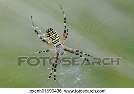Wasp spider (Argiope bruennichi) View Large Photo Image Stock Photograph - Wasp spider (Argiope bruennichi). Fotosearch