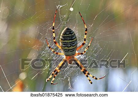 Wasp Spider (Argiope bruennichi) View Large Photo Image Stock Photography - Wasp Spider (Argiope bruennichi). Fotosearch