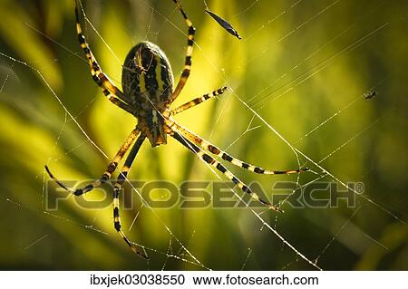 "Wasp Spider (Argiope bruennichi), view from below, Cottbus, Cottbus, Brandenburg, Germany, Europe" View Large Photo Image Stock Image - "Wasp Spider (Argiope bruennichi), view from below, Cottbus, Cottbus, Brandenburg, Germany, Europe". Fotosearch