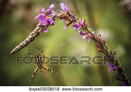 "Wasp Spider (Argiope bruennichi) with Purple Loosestrife (Lythrum salicaria), Cottbus, Cottbus, Brandenburg, Germany, Europe" View Large Photo Image Stock Photo - "Wasp Spider (Argiope bruennichi) with Purple Loosestrife (Lythrum salicaria), Cottbus, Cottbus, Brandenburg, Germany, Europe". Fotosearch