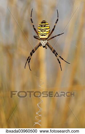 "Wasp Spider or Orb-weaving Spider (Argiope bruennichi) on a spider's web, Burgenland, Austria, Europe" View Large Photo Image Stock Image - "Wasp Spider or Orb-weaving Spider (Argiope bruennichi) on a spider's web, Burgenland, Austria, Europe". Fotosearch