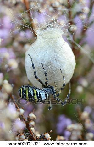 "Wasp Spider or Orb-weaving Spider (Argiope bruennichi), spinning a cocoon, Emsland, Lower Saxony, Germany, Europe" View Large Photo Image Stock Image - "Wasp Spider or Orb-weaving Spider (Argiope bruennichi), spinning a cocoon, Emsland, Lower Saxony, Germany, Europe". Fotosearch