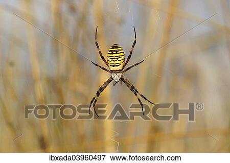"Wasp Spider or Orb-weaving Spider (Argiope bruennichi) on a spider's web, Burgenland, Austria, Europe" View Large Photo Image Stock Photo - "Wasp Spider or Orb-weaving Spider (Argiope bruennichi) on a spider's web, Burgenland, Austria, Europe". Fotosearch