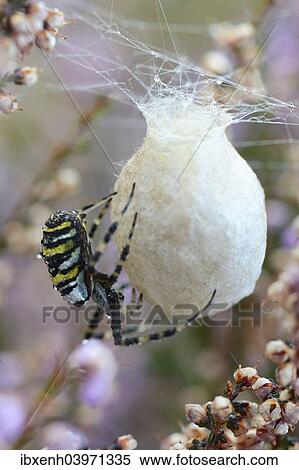 "Wasp Spider or Orb-weaving Spider (Argiope bruennichi), spinning a cocoon, Emsland, Lower Saxony, Germany, Europe" View Large Photo Image Stock Photography - "Wasp Spider or Orb-weaving Spider (Argiope bruennichi), spinning a cocoon, Emsland, Lower Saxony, Germany, Europe". Fotosearch
